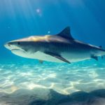 Shark Facts: 42 Interesting and Fun Facts about Monkey