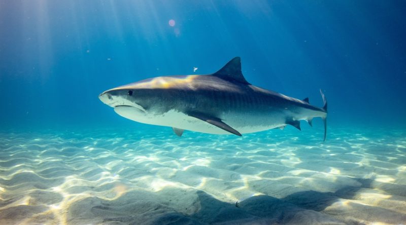 Shark Facts: 42 Interesting and Fun Facts about Monkey