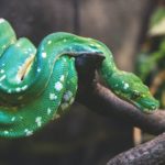 Snake Facts: 30 Interesting and Fun Facts about Snake