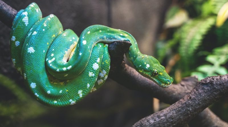 Snake Facts: 30 Interesting and Fun Facts about Snake