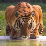 Tiger Facts: 38 Interesting and Fun