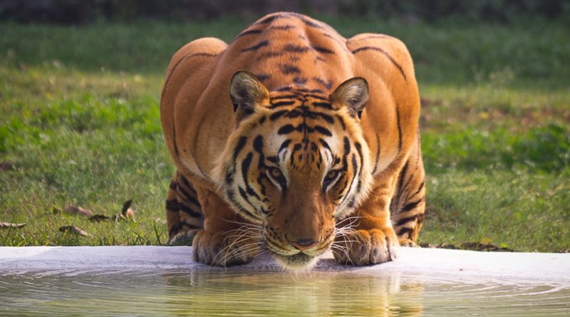 Tiger Facts: 38 Interesting and Fun