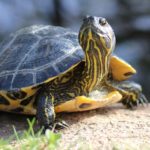 Turtle Facts: 32 Interesting and Fun Facts about Turtle