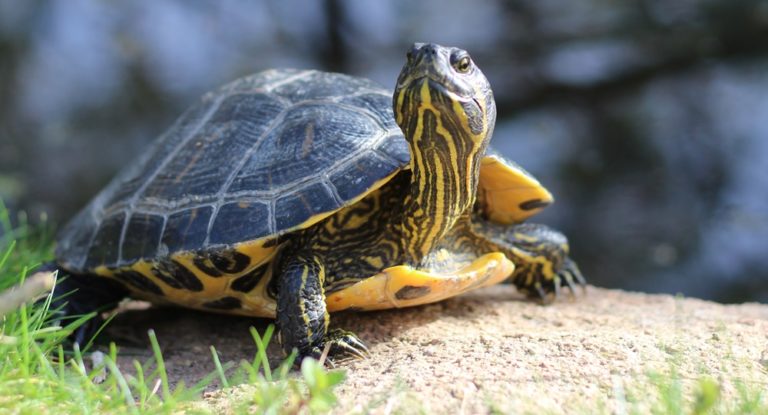 Turtle Facts: 32 Interesting and Fun Facts about Turtle