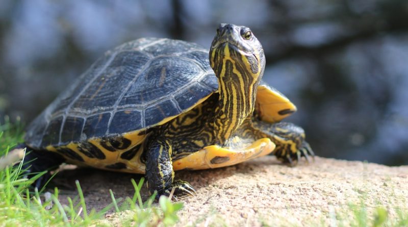 Turtle Facts: 32 Interesting and Fun Facts about Turtle