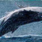 Whale Facts: 35 Interesting and Fun