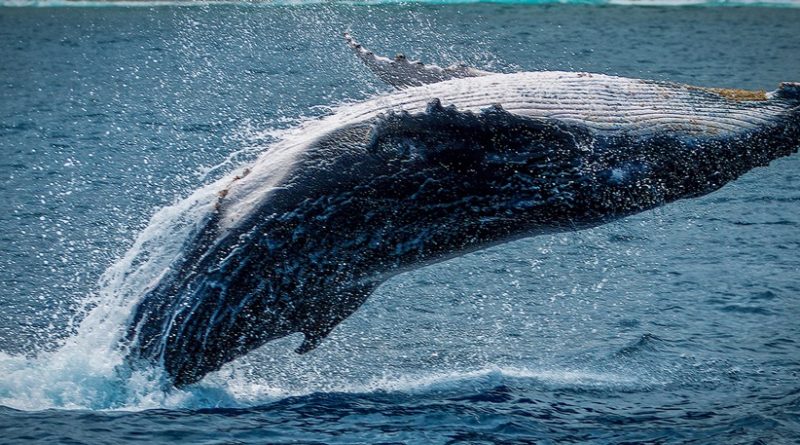 Whale Facts: 35 Interesting and Fun