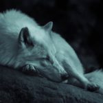 Wolf Facts: 35 Interesting and Fun Facts about Wolf