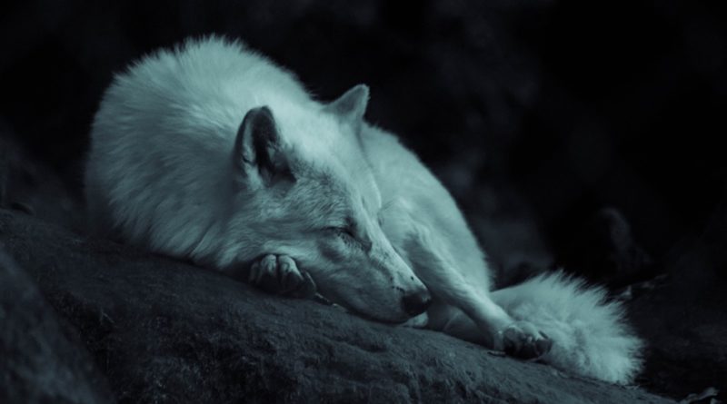 Wolf Facts: 35 Interesting and Fun Facts about Wolf