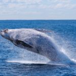 biggest animal in the world Blue Whale