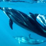 What is the difference between fish and mammals?