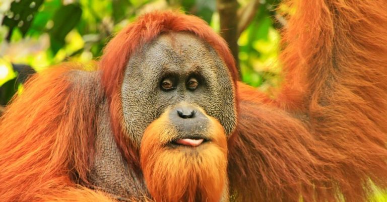 10 Facts About Sumatran Orangutan - Interesting and Fun facts