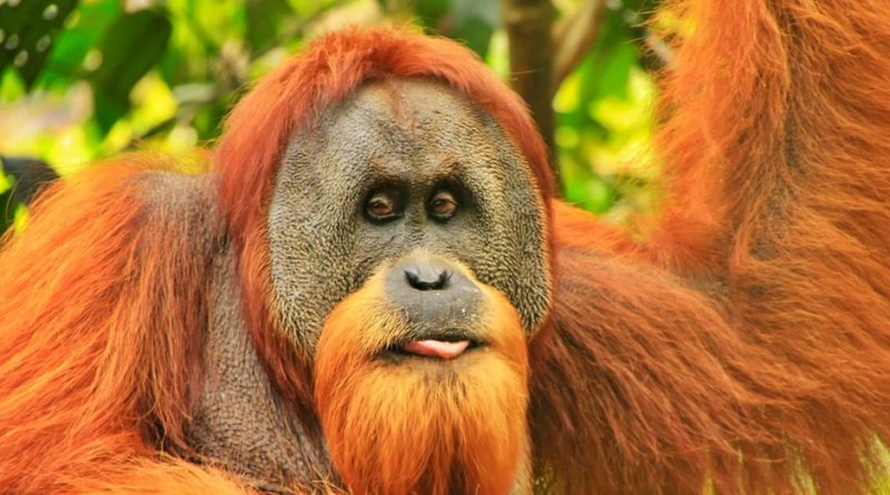 10 Facts About Sumatran Orangutan - Interesting and Fun facts
