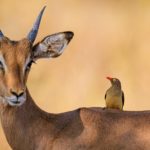 Antelope Scientific Name