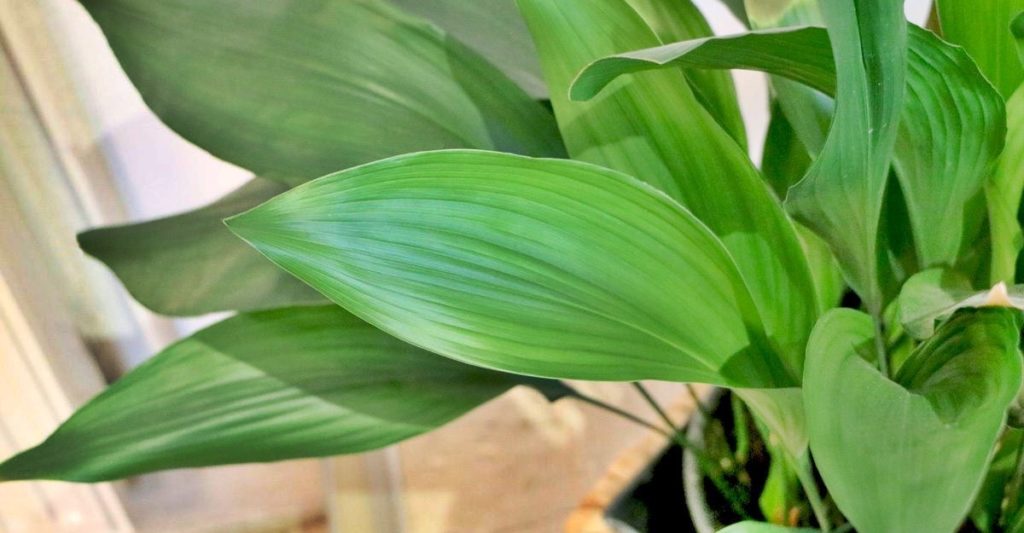 Cast-iron Plant - Scientific or Botanical Name