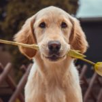 Dog Facts: Interesting and Fun Facts about Dogs