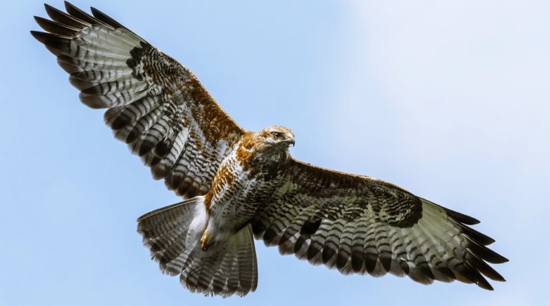 10 Facts about Hawk - Interesting and Fun Facts