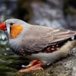 Finch Facts - 10 Interesting and Fun Facts about Finch