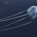 Irukandji Jellyfish - Sting, Sting Effects and Irukandji Syndrome