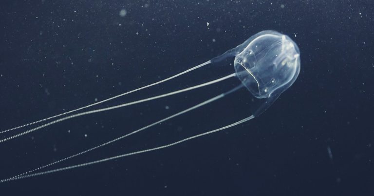 Irukandji Jellyfish - Sting, Sting Effects and Irukandji Syndrome