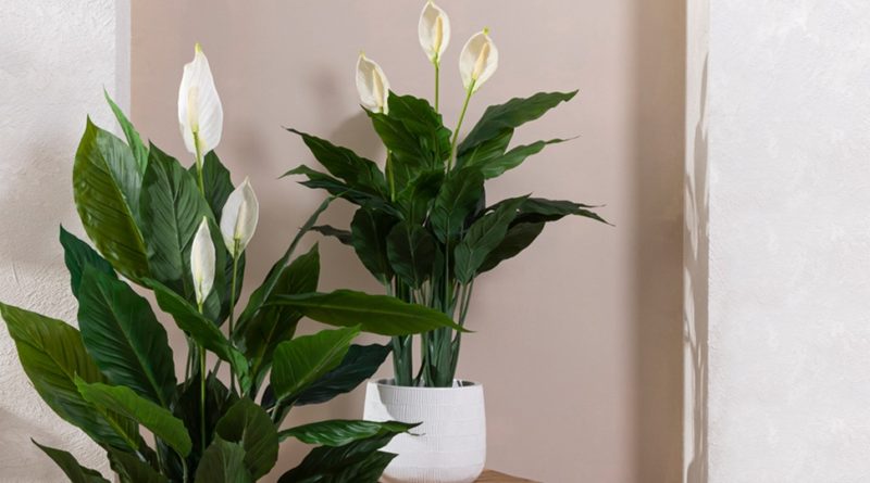 Peace Lily Scientific Name - Spathiphyllum