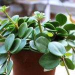 Peperomia Hope and Peperomia Frost Scientific Names