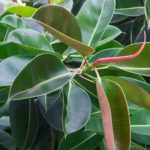 Rubber Plant Scientific Name - Ficus elastica