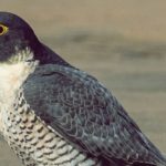 10 Facts about Falcons - Interesting and Quick Facts