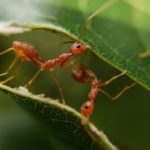 Scientific Name of Ant
