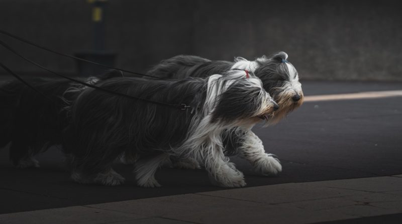 10 Facts about Bearded Collie - Interesting and Fun Facts