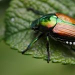 The Scientific Name of Beetle