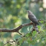 Cuckoo Bird Scientific Name