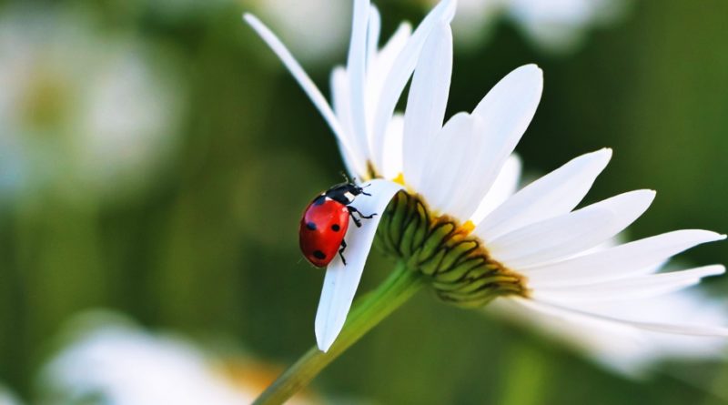 10 Facts about Ladybugs - Interesting and Fun Facts