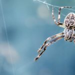 Facts about Spiders - 10 interesting and Fun Facts