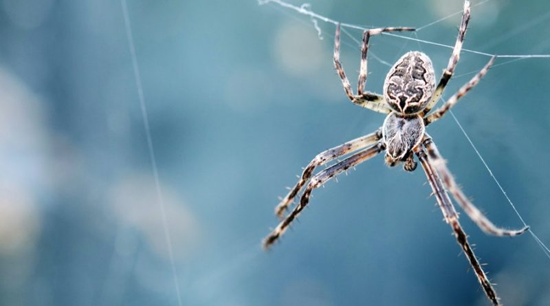 Facts about Spiders - 10 interesting and Fun Facts