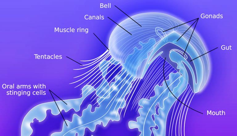 What Do Jellyfish Eat? - All About the Diet of Jellyfish