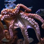 Octopus and Squid Scientific Name