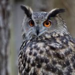Owl Scientific Name