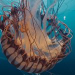 What Do Jellyfish Eat? - All About the Diet of Jellyfish