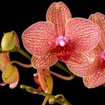 The Scientific Name of Orchid Flower
