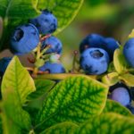 The Scientific Name of Blueberry