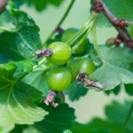 10 Facts About Gooseberry – Interesting and Useful Facts