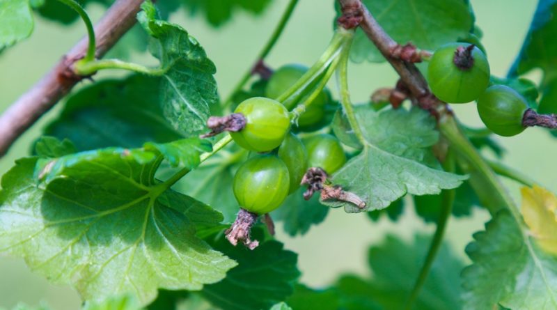 10 Facts About Gooseberry