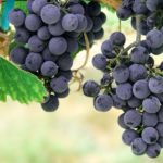 The Scientific Name of Grape