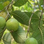 10 Facts About Guava – Interesting and Fun Facts