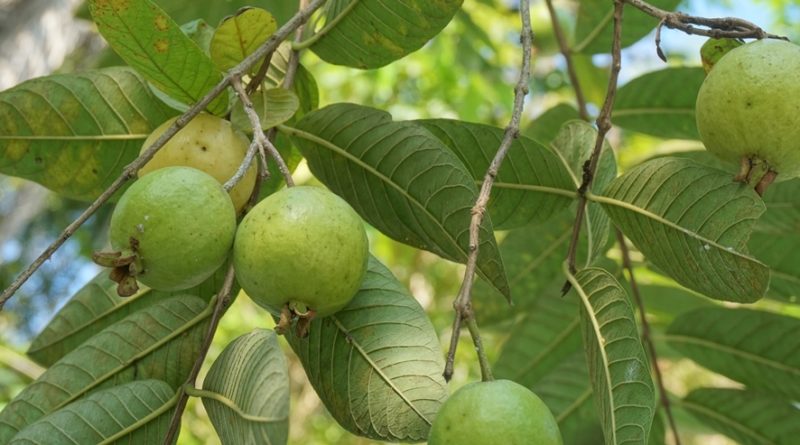 10 Facts About Guava