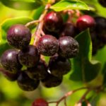 10 Facts About Huckleberry - Interesting and Fun Facts
