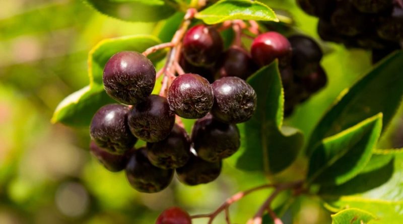 10 Facts About Huckleberry