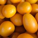 10 Facts about Kumquat - Interesting and True Facts