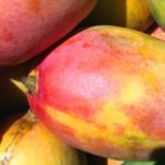 The Scientific Name of Mango